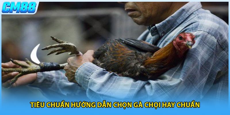 Tiêu chuẩn hướng dẫn chọn gà chọi hay chuẩn
