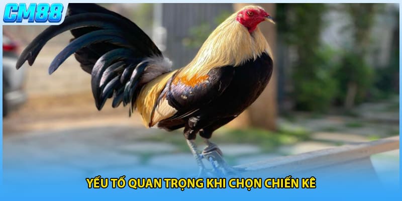 Yếu tố quan trọng khi chọn chiến kê